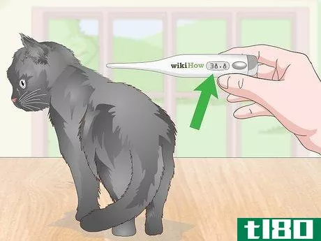 Image titled Check a Cat for Fever Step 10
