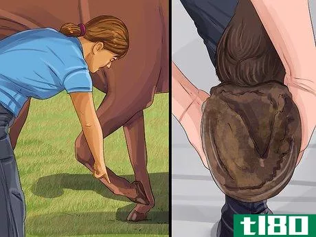 Image titled Clean a Horse's Hoof Step 5