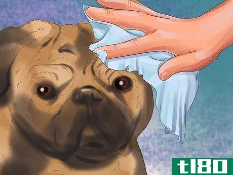 Image titled Clean a Pug's Facial Wrinkles Step 7