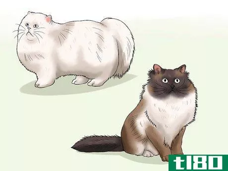 Image titled Prevent Matted Cat Hair Step 3