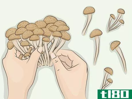 Image titled Cook Bunashimeji Mushrooms Step 3