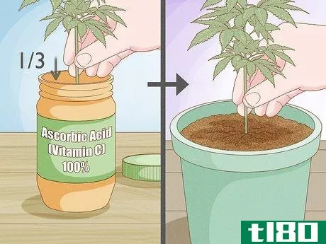Image titled Clone a Marijuana Plant Without Rooting Hormone Step 10