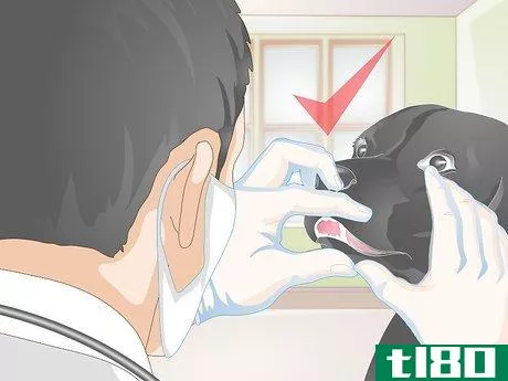 Image titled Clean Your Dog's Teeth Step 12