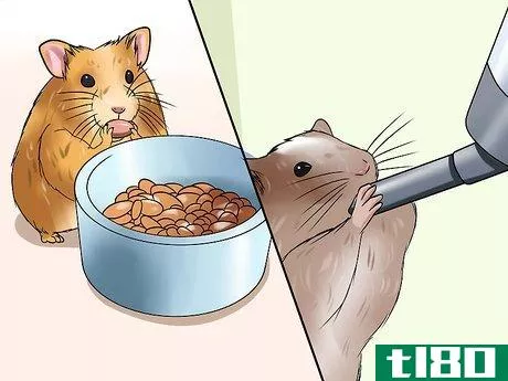Image titled Choose a Hamster Step 13