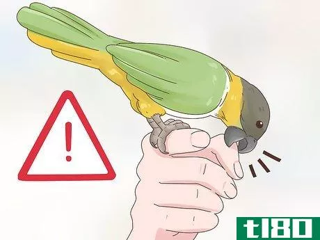 Image titled Choose a Caique Parrot Step 4