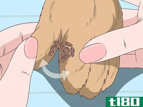 Image titled Check for Ticks Step 7