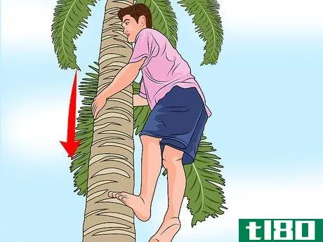 Image titled Climb a Palm Tree Step 6