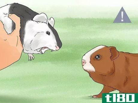 Image titled Choose a Guinea Pig for Breeding Step 17