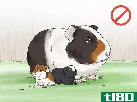 Image titled Choose a Guinea Pig for Breeding Step 12