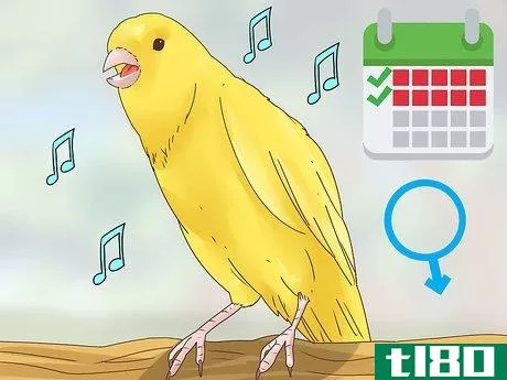 Image titled Choose a Canary Step 8