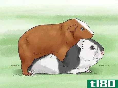 Image titled Choose a Guinea Pig for Breeding Step 18
