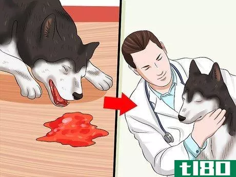 Image titled Cure Frequent Dog Vomiting Step 9