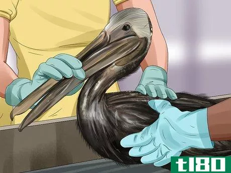 Image titled Clean Oil off Birds Step 1