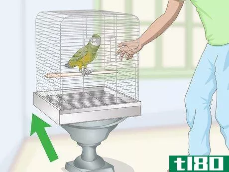 Image titled Deal with a Fearful or Stressed Senegal Parrot Step 4