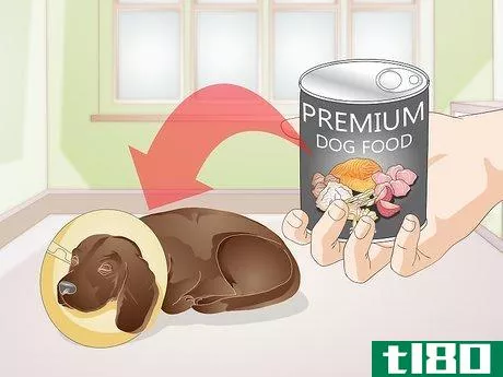 Image titled Choose Between Dry or Canned Dog Food Step 6