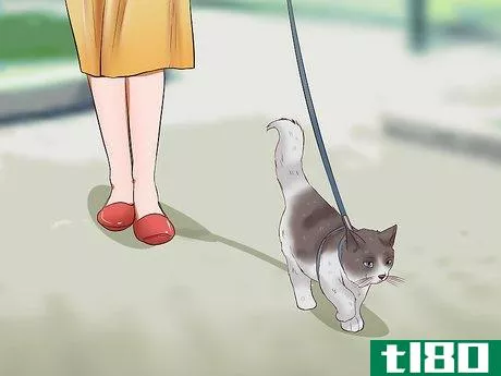 Image titled Leash Train a Cat Step 8