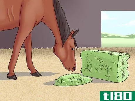 Image titled Cure Colic in Horses and Ponies Step 16