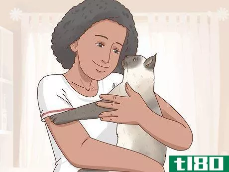 Image titled Decide if a Siamese Cat Is Right for You Step 1