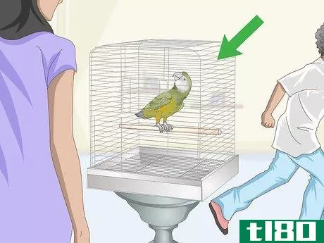 Image titled Deal with a Fearful or Stressed Senegal Parrot Step 3