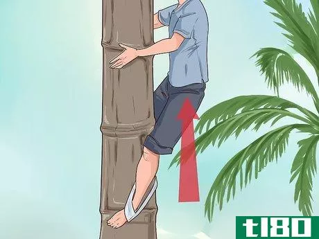 Image titled Climb a Coconut Tree Step 6
