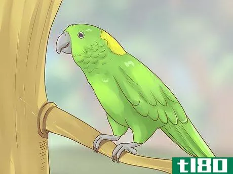 Image titled Choose an Amazon Parrot Step 2