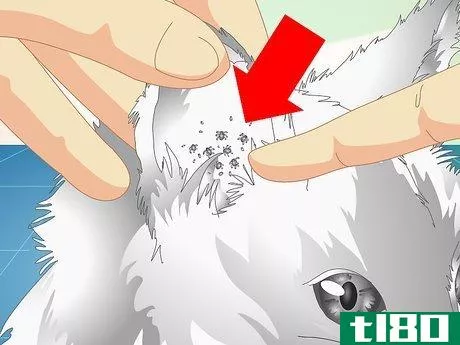 Image titled Check Cats for Ear Mites Step 4