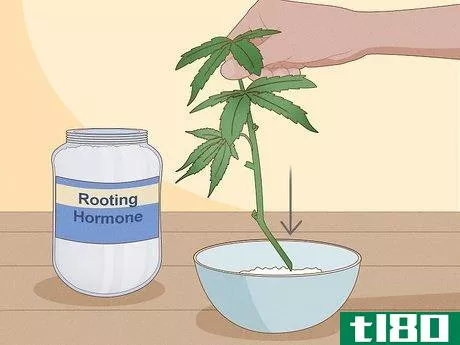 Image titled Clone Cannabis Step 6