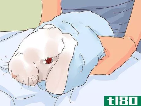 Image titled Deal with a Sick Rabbit Step 10