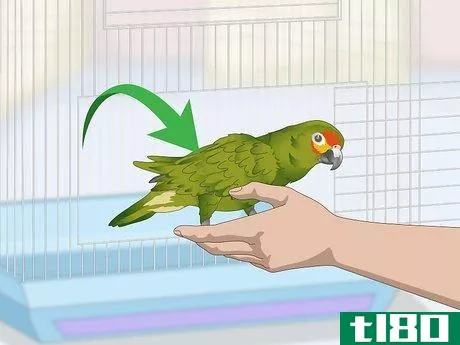 Image titled Deal with an Aggressive Amazon Parrot Step 11