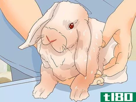 Image titled Deal with a Sick Rabbit Step 13