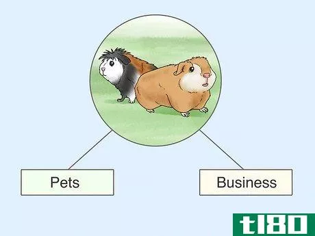 Image titled Choose a Guinea Pig for Breeding Step 1