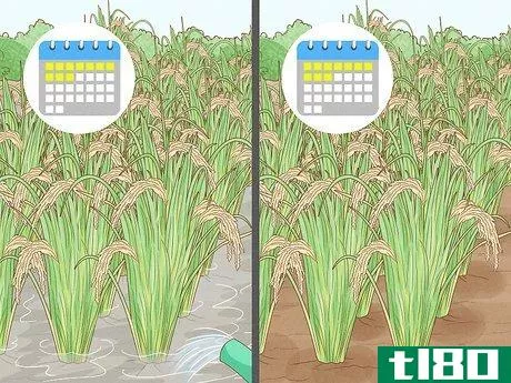 Image titled Control Pests in Rice Step 5