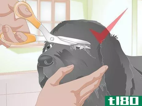 Image titled Clean Gunk from Your Dog's Eyes Step 13