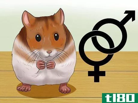 Image titled Choose a Hamster Step 3