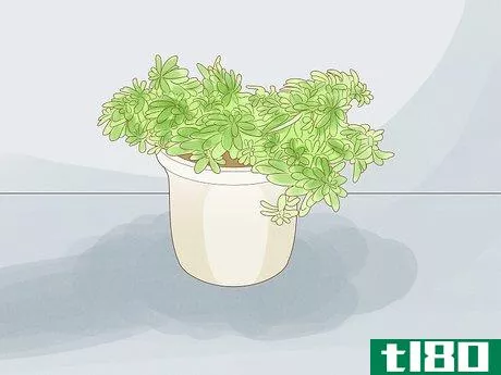 Image titled Choose Succulents Step 12