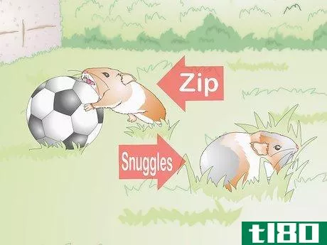 Image titled Choose Your Guinea Pig's Name Step 2