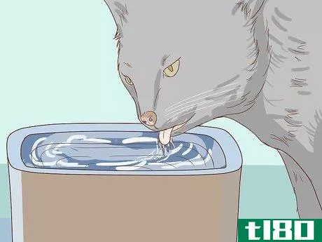 Image titled Check Cats for Dehydration Step 2