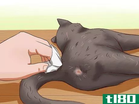 Image titled Clean Your Cat When He Can't Do It Himself Step 16