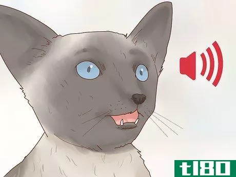 Image titled Decide if a Siamese Cat Is Right for You Step 6