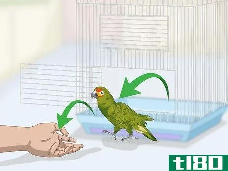 Image titled Deal with an Aggressive Amazon Parrot Step 6