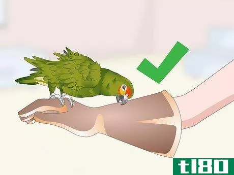 Image titled Deal with an Aggressive Amazon Parrot Step 17