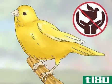 Image titled Choose a Canary Step 1
