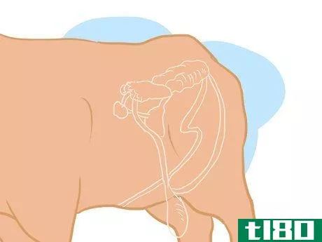 Image titled Collect Semen from a Bull for a Breeding Soundness Exam Step 6