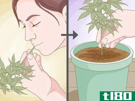 Image titled Clone a Marijuana Plant Without Rooting Hormone Step 11