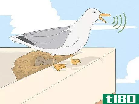 Image titled Deal with Aggressive Seagulls Step 7