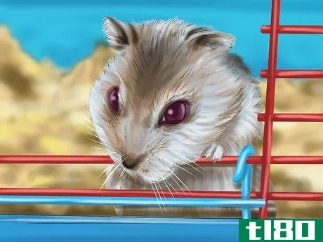 Image titled Create a Bond With Your Hamster Step 4
