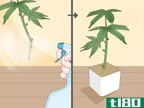 Image titled Clone Cannabis Step 7