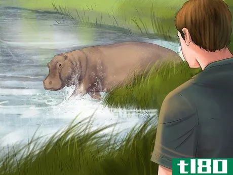 Image titled Deal With a Hippo Encounter Step 6