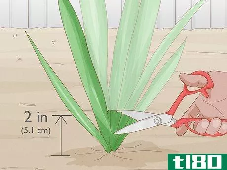 Image titled Cut Back Irises in the Fall Step 3