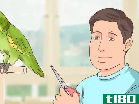 如何剪掉鹦鹉的翅膀(clip a parrot's wings)